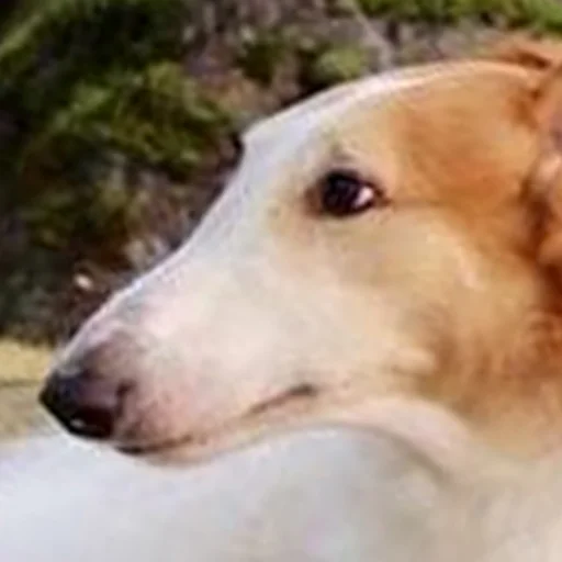 😂 Стикер «longnose style» для Telegram