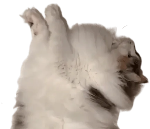 🐈 Стикер «Long Komaru» для Telegram