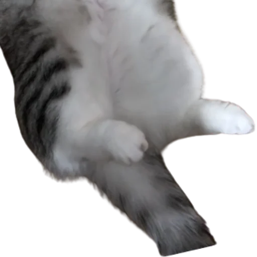 😺 Стикер «Long Komaru» для Telegram