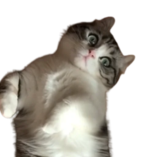 😺 Стикер «Long Komaru» для Telegram