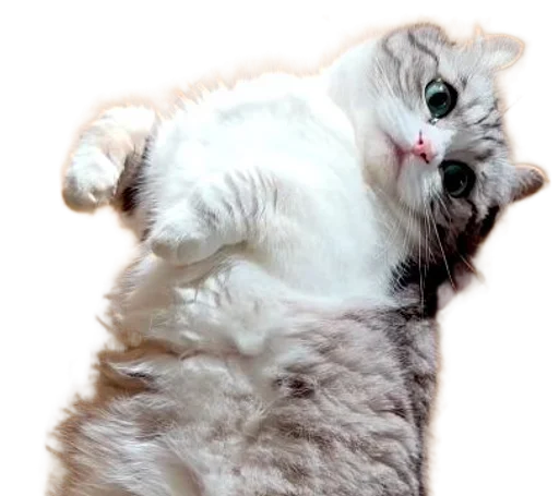 🐈 Стикер «Long Komaru» для Telegram