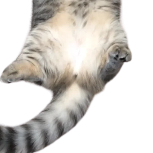 😺 Стикер «Long Komaru» для Telegram