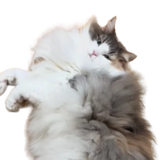 😺 Стикер «Long Komaru» для Telegram