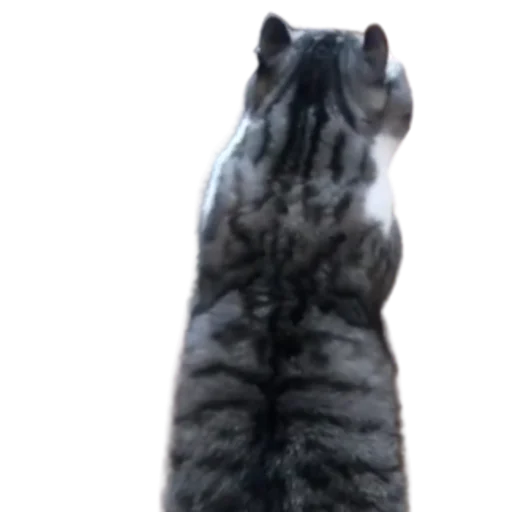 😺 Стикер «Long Komaru» для Telegram