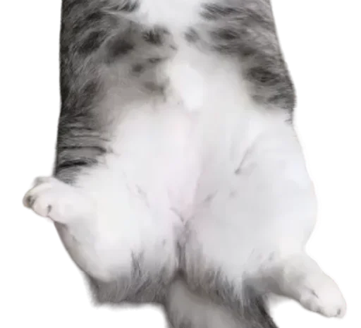 🐈 Стикер «Long Komaru» для Telegram