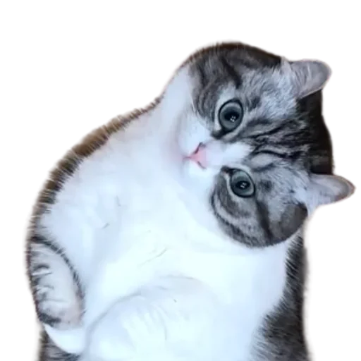 😺 Стикер «Long Komaru» для Telegram