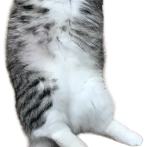 😺 Стикер «Long Komaru» для Telegram