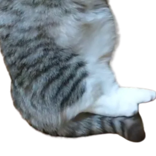😺 Стикер «Long Komaru» для Telegram