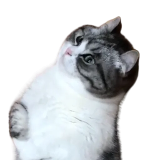 😺 Стикер «Long Komaru» для Telegram