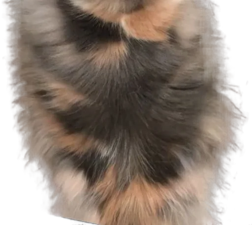 🐈 Стикер «Long Komaru» для Telegram