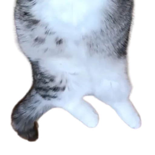 😺 Стикер «Long Komaru» для Telegram