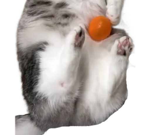 🐈 Стикер «Long Komaru» для Telegram