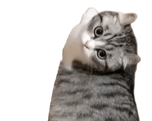 🐈 Стикер «Long Komaru» для Telegram