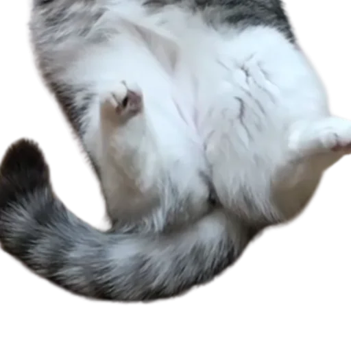 😺 Стикер «Long Komaru» для Telegram