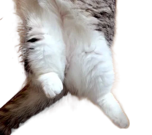 🐈 Стикер «Long Komaru» для Telegram