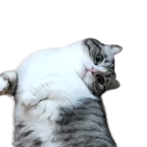 😺 Стикер «Long Komaru» для Telegram