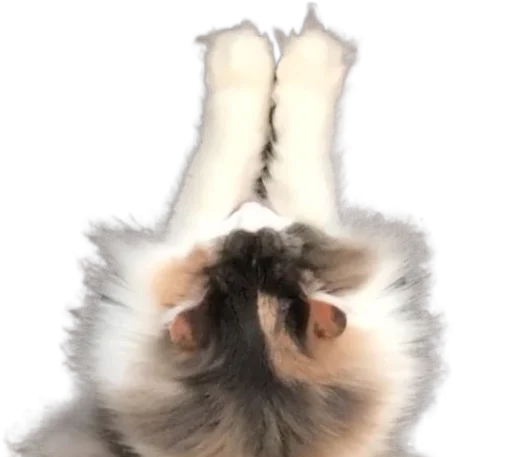 🐈 Стикер «Long Komaru» для Telegram
