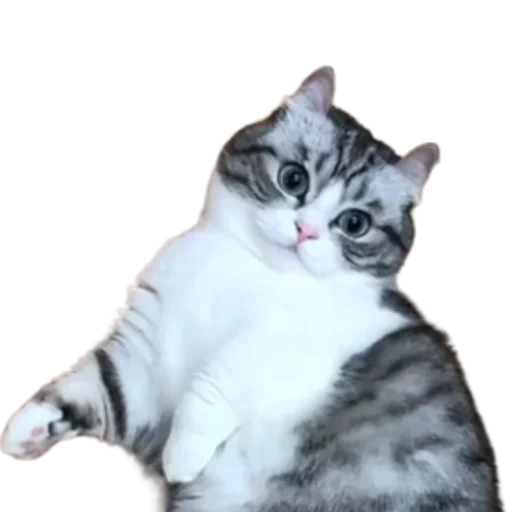 😺 Стикер «Long Komaru» для Telegram