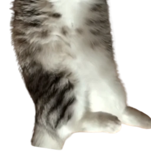 😺 Стикер «Long Komaru» для Telegram