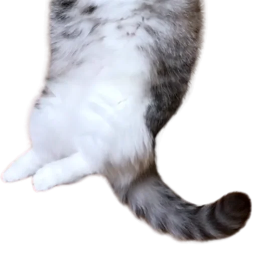 😺 Стикер «Long Komaru» для Telegram