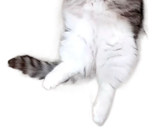 🐈 Стикер «Long Komaru» для Telegram