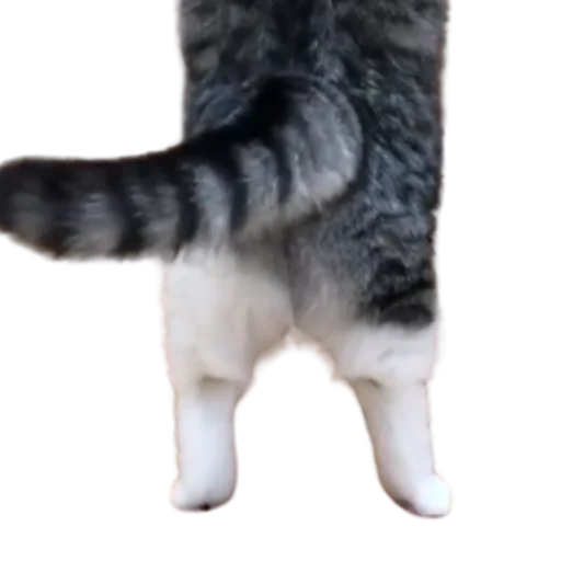 😺 Стикер «Long Komaru» для Telegram
