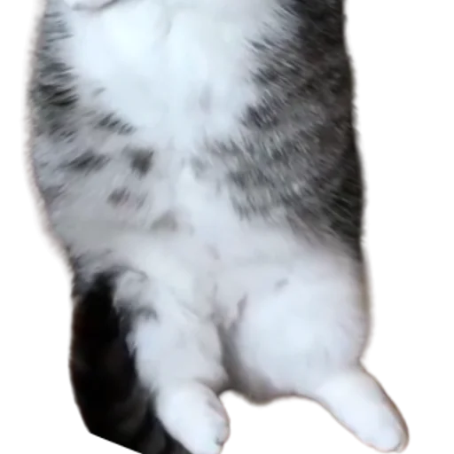 😺 Стикер «Long Komaru» для Telegram