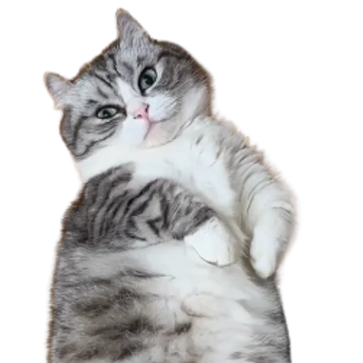😺 Стикер «Long Komaru» для Telegram