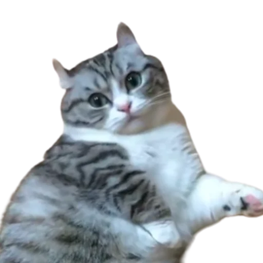 😺 Стикер «Long Komaru» для Telegram