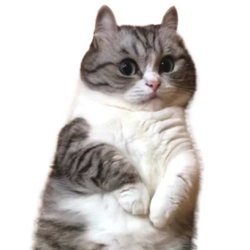 😺 Стикер «Long Komaru» для Telegram