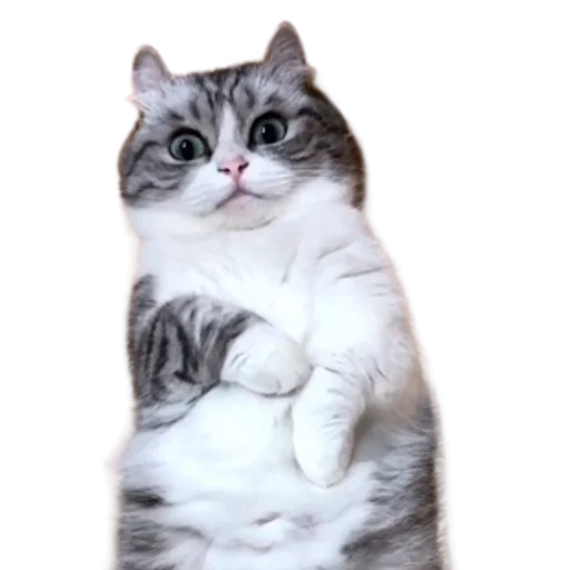 😺 Стикер «Long Komaru» для Telegram
