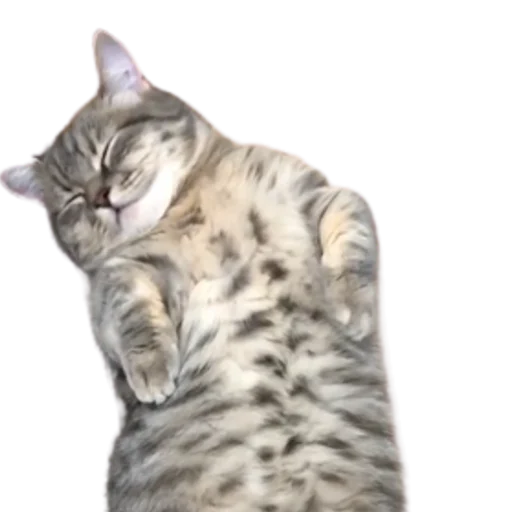 😺 Стикер «Long Komaru» для Telegram