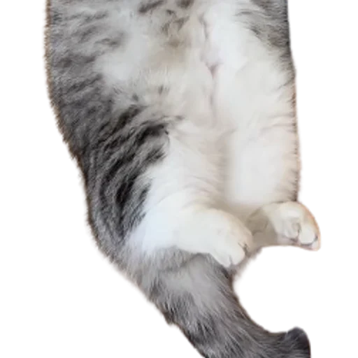 😺 Стикер «Long Komaru» для Telegram