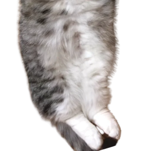 😺 Стикер «Long Komaru» для Telegram