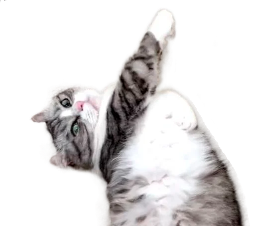 🐈 Стикер «Long Komaru» для Telegram