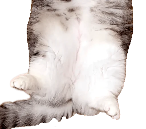 🐈 Стикер «Long Komaru» для Telegram