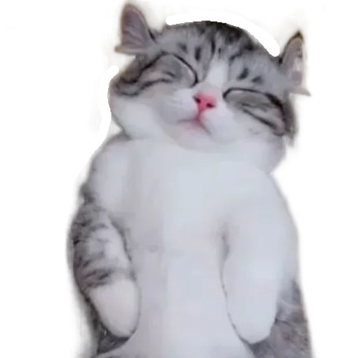 🐈 Стикер «Long Komaru» для Telegram