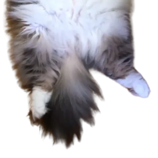 😺 Стикер «Long Komaru» для Telegram