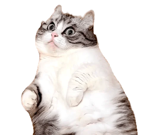🐈 Стикер «Long Komaru» для Telegram