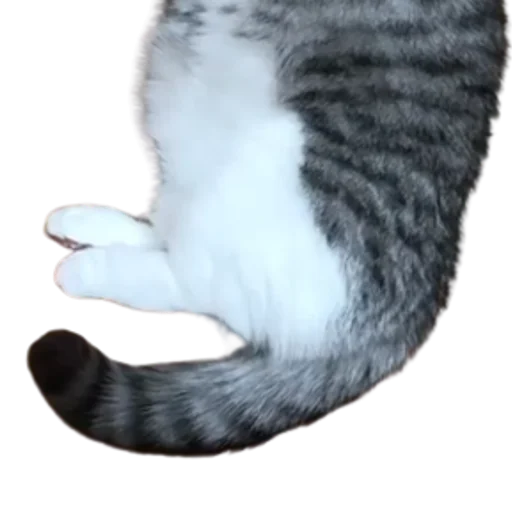 😺 Стикер «Long Komaru» для Telegram