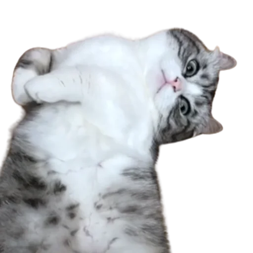 😺 Стикер «Long Komaru» для Telegram