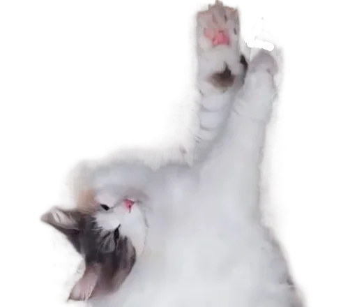 🐈 Стикер «Long Komaru» для Telegram