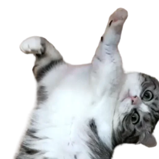 😺 Стикер «Long Komaru» для Telegram
