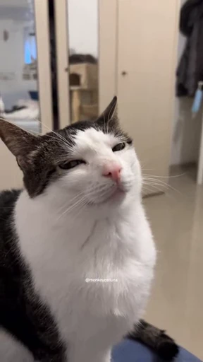🤩 Стикер «Looonly cats» для Telegram