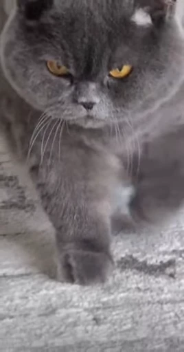 🤩 Стикер «Looonly cats» для Telegram