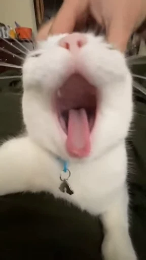 🤩 Стикер «Looonly cats» для Telegram