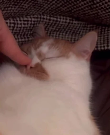 🤩 Стикер «Looonly cats» для Telegram