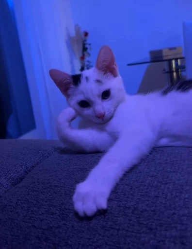 Стикерпак Looonly cats для Telegram