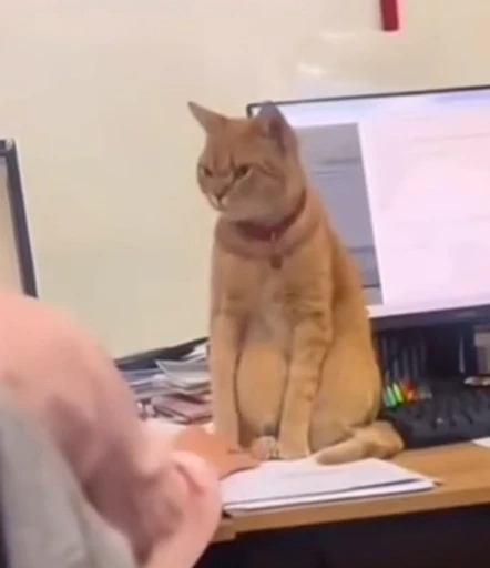 😡 Стикер «Looonly cats» для Telegram