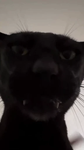 ☠️ Стикер «Looonly cats» для Telegram